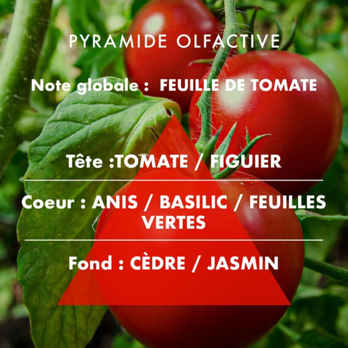 Bougie parfumée "Feuille de Tomate" pot rond couvercle métal 180g