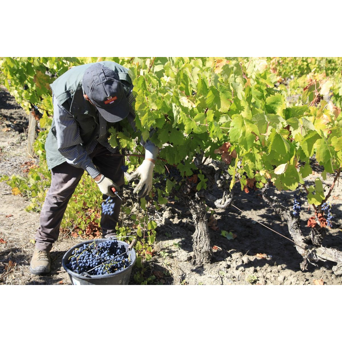 6 bouteilles de vin 75cl Luberon Rouge "Vigne Oubliée" 2023