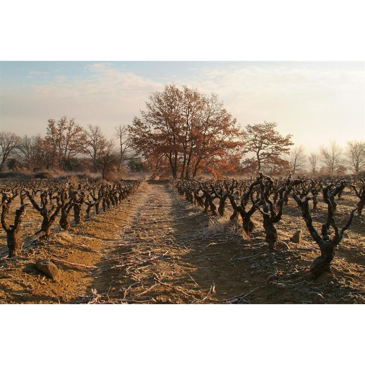 6 bouteilles de vin 75cl AOP Luberon Rosé "Oppidum" Bio 2021