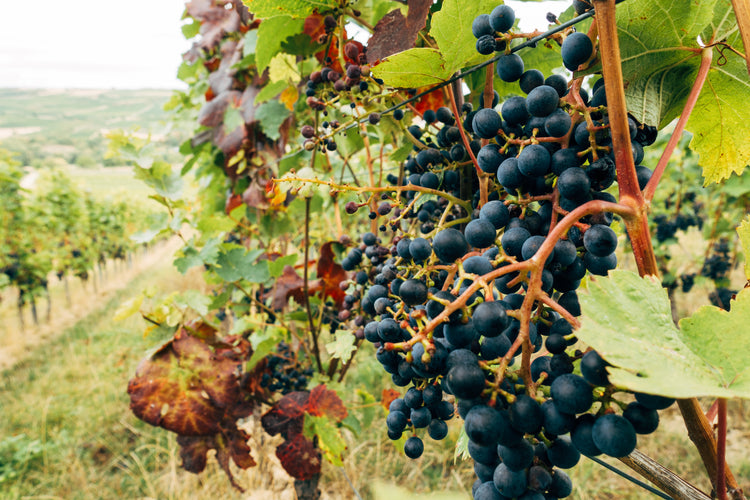 Vin rouge de Provence