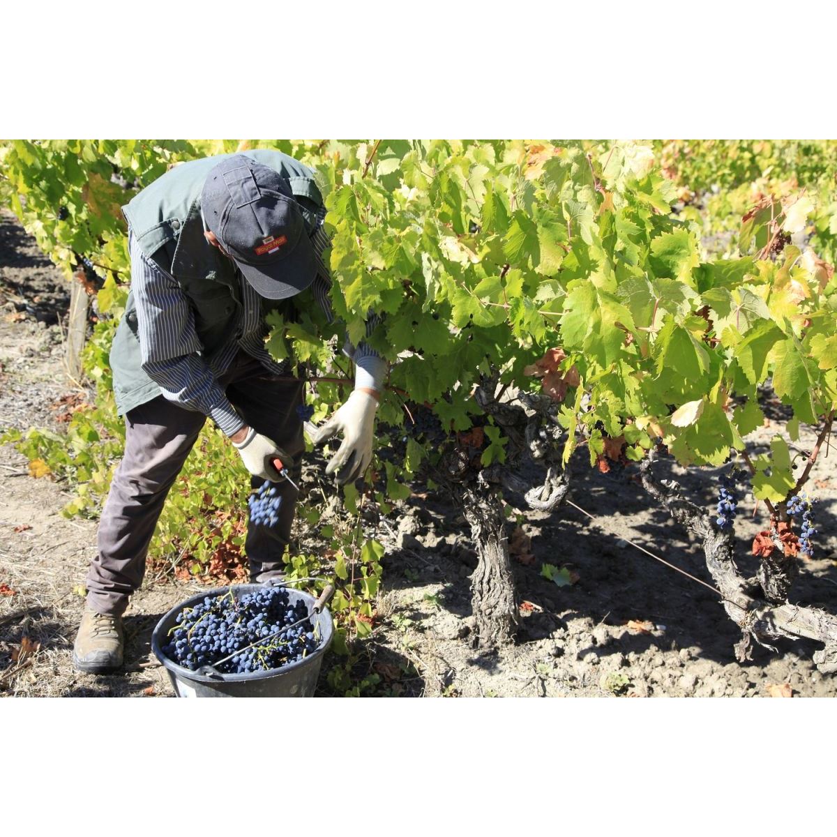 6 bouteilles de vin 75cl Luberon Rosé "Domaine Chasson" 2020 vin rosé Vignoble Chasson - Chateau Blanc - The Best of Provence