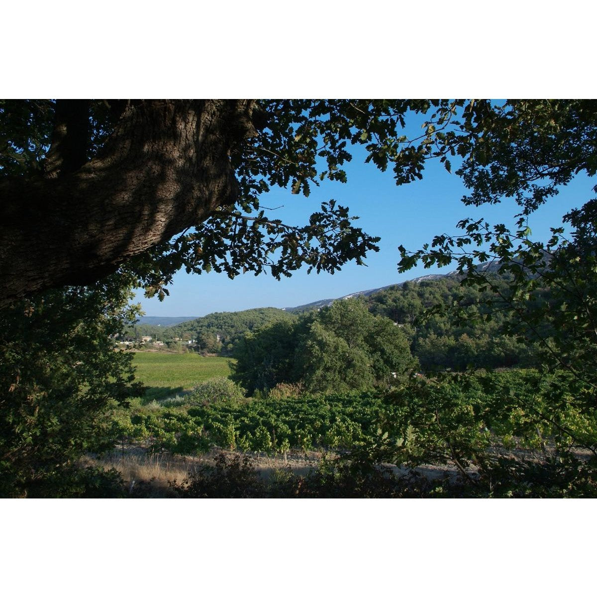 Eau de Vie "Le Marc de la Royère" - 1 bouteille 50cl